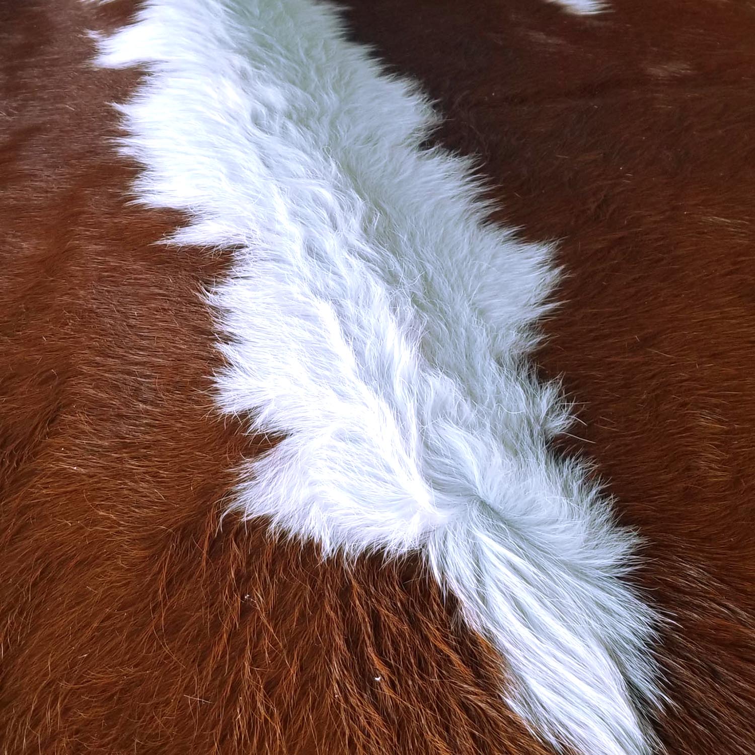 Brown and White Brazilian Cowhide Rug: XL - Image 8