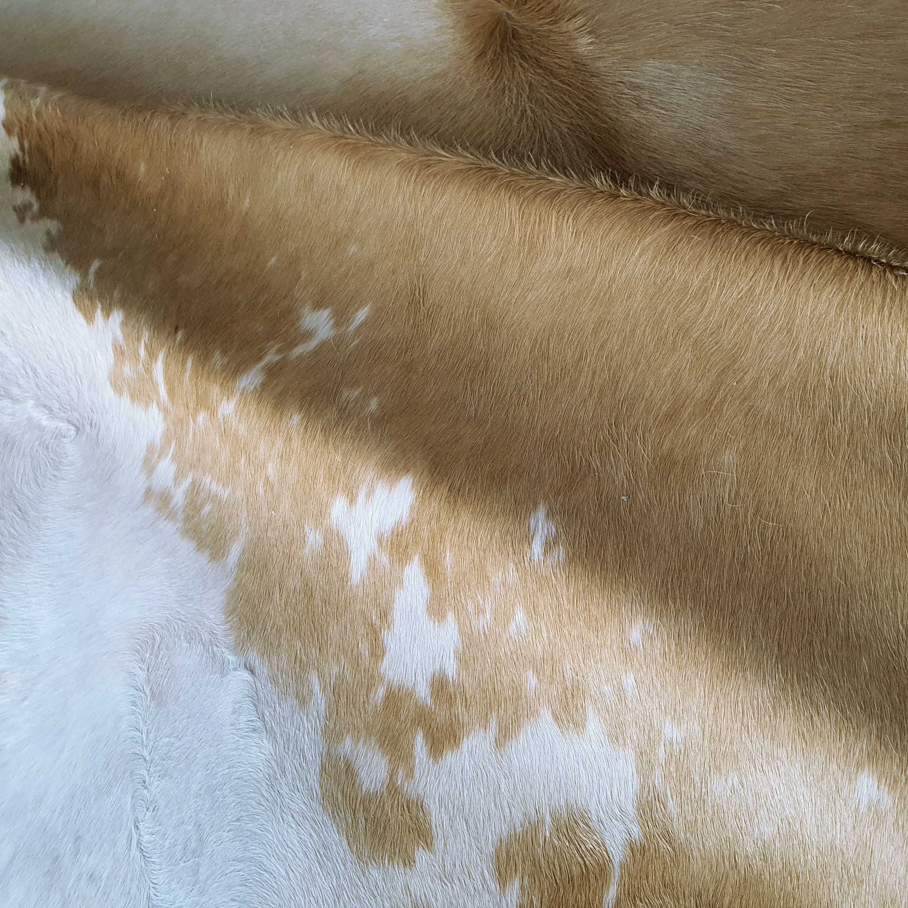 Palomino and White Brazilian Cowhide Rug: XXL - Image 3