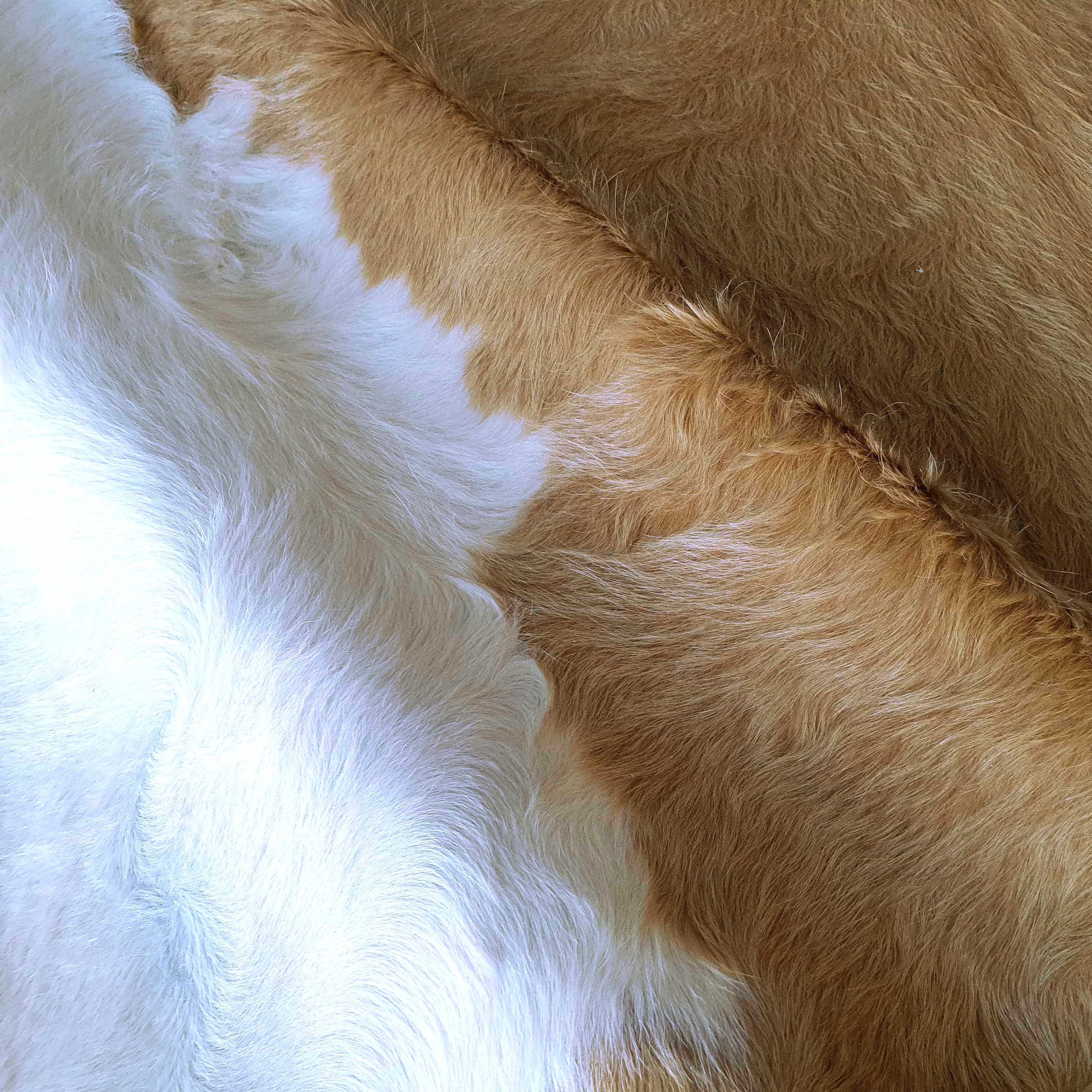 Palomino and White Brazilian Cowhide Rug: XXL - Image 7